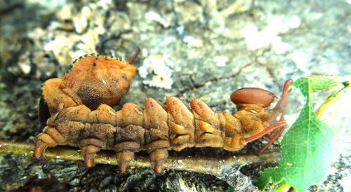 Stauropus fagi
